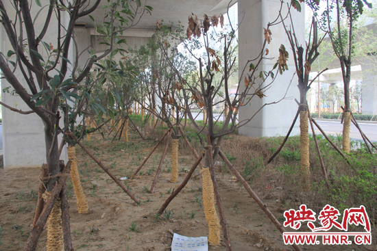 北三環(huán)經三路橋下種的樹木有的葉子已經干枯。