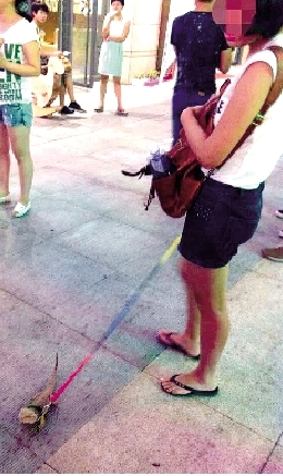 “萌萌噠”的蜥蜴 網(wǎng)友供圖 “萌萌噠”的蜥蜴 網(wǎng)友供圖