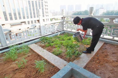 鄭州某酒店在樓頂打造的菜園子，服務(wù)員正在澆水。