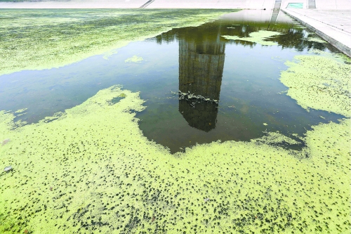 幾近干涸、臭氣熏天、長滿水草的東風(fēng)渠，已不見往日容顏　 記者 侯建勛/攝