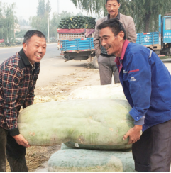 新鄉(xiāng)菜農(nóng)種出“巨無霸”冬瓜 重150斤需兩個(gè)壯漢抬