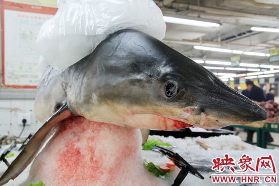 這條鯊魚長約1.5米，寬約0.5米，上身被碎冰覆蓋，保存較完整。