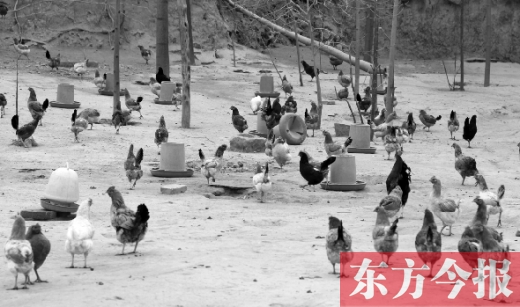 鄭州市郊縣一家散養(yǎng)雞基地的養(yǎng)殖現(xiàn)場(chǎng) 鄭州市郊縣一家散養(yǎng)雞基地的養(yǎng)殖現(xiàn)場(chǎng)
