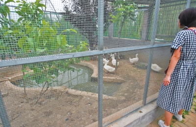 救助鳥類的大籠子里沒有鳥類，鴨子和鵝占了“鵲巢