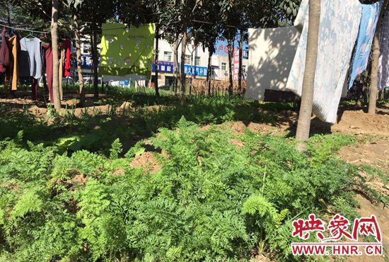 西四環(huán)中原路交叉口，大片生態(tài)廊道被毀，變成私家菜園。