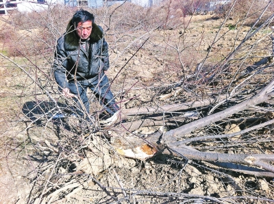 問周邊的人，都說白天沒見有人推樹，可能是夜里被鏟車推的