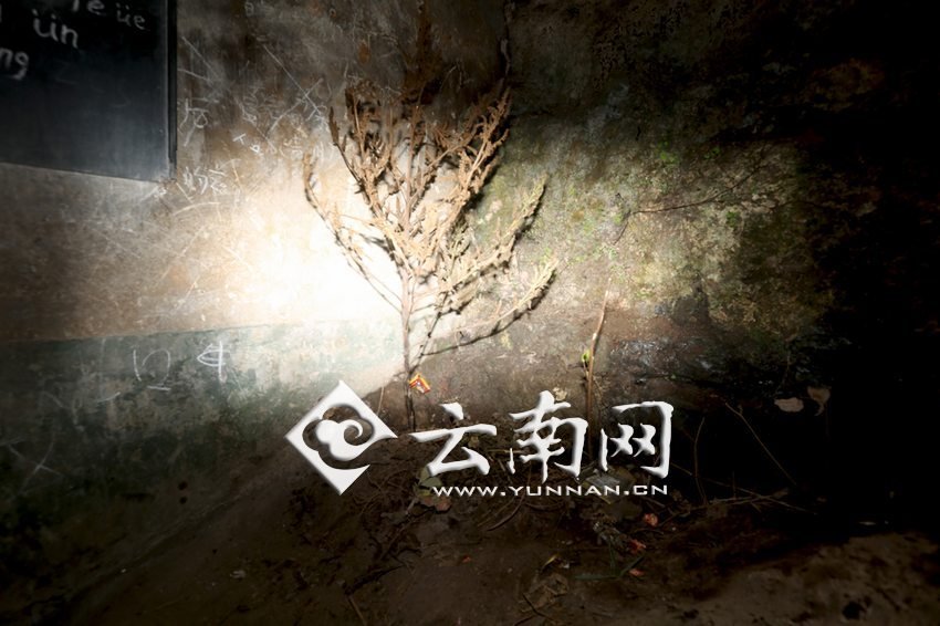 　教室里沒有燈，光線太暗，村民便種下了野蘇麻，希望教室有綠色，讓孩子們看到“希望”。 徐弘毅 攝