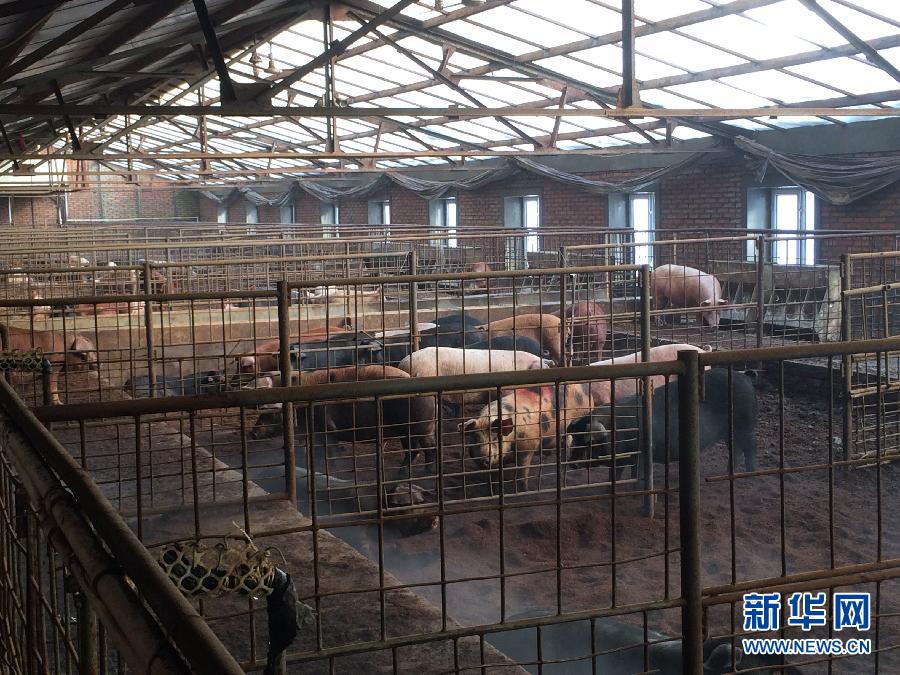 穗豐園里的豬舍（2013年12月8日攝）。新華社記者 程子龍 攝