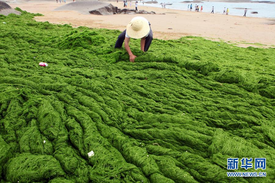 6月10日，山東日照市萬平口景區(qū)管理部門組織工作人員在清理海灘上的滸苔。