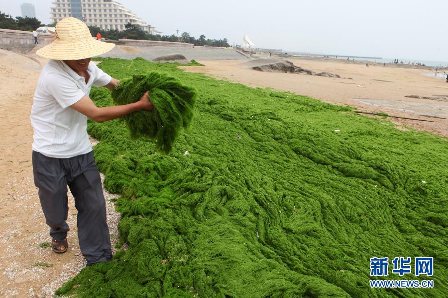 6月10日，山東日照市萬平口景區(qū)管理部門組織工作人員在清理海灘上的滸苔。