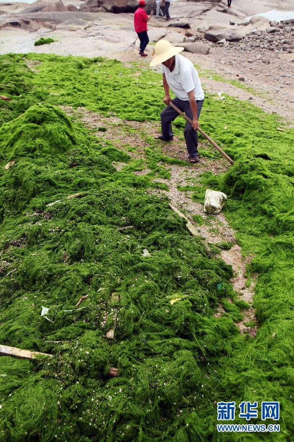 6月10日，山東日照市萬平口景區(qū)管理部門組織工作人員在清理海灘上的滸苔。