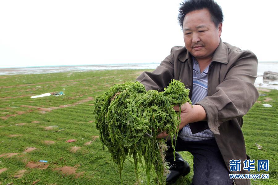 6月10日，在江蘇省連云港市贛榆縣海州灣旅游度假區(qū)，一名漁民在展示清理的滸苔。