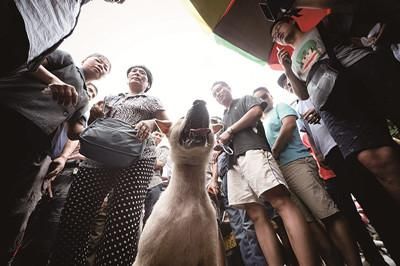 一只狗被動保人士與狗販子圍在中間，等待兩方的討價還價后決定去向