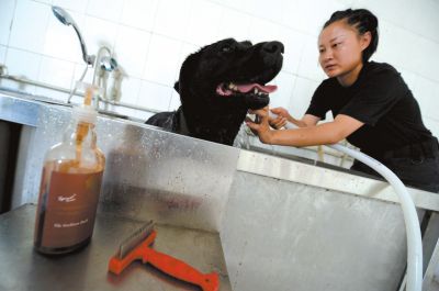 天熱時(shí),搜油犬會(huì)天天洗澡。