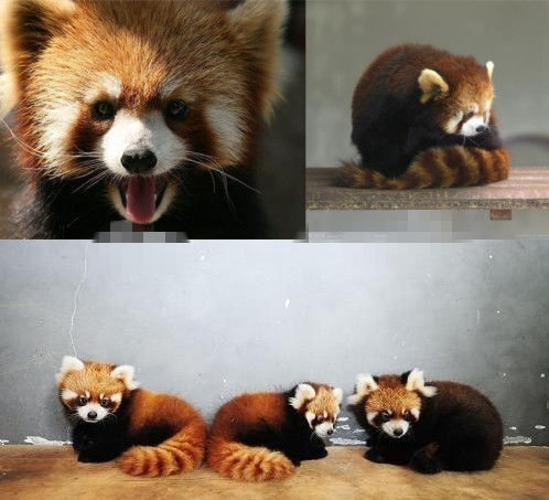 網(wǎng)友猜測(cè)三只小浣熊寓意歐弟老婆懷孕。