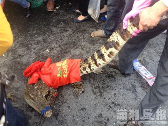 車上的鱷魚爬上路面。記者 向帥