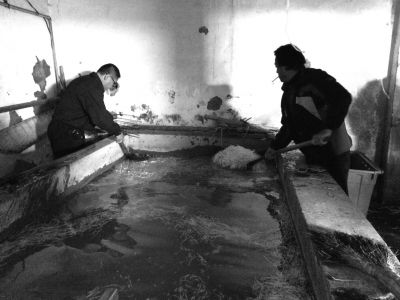 “黑作坊”的豆芽在臟亂不堪的水泥池中清洗。