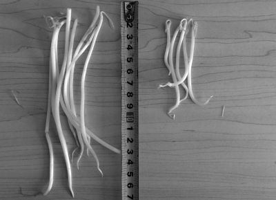 “黑作坊”制售的豆芽（左）和超市銷售的豆芽（右）長(zhǎng)度形成鮮明對(duì)比。