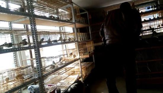 哈爾濱市雙城區(qū)集市上，一家沒有招牌的平房里擺滿了各種野鳥等待出售。