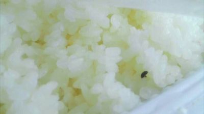 陸先生在高鐵上購買的“梅菜扣肉套餐”盒飯。盒飯中的米飯上有芝麻狀的黑色小蟲。