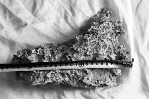 1月30日，新疆青河縣牧民別熱克·薩吾特意外撿到重7.85公斤左右的一塊狗頭黃金