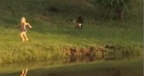 圖二：小女孩遭鵝襲擊向父親求救，但他不但沒有伸出援手，反而狂笑不止。