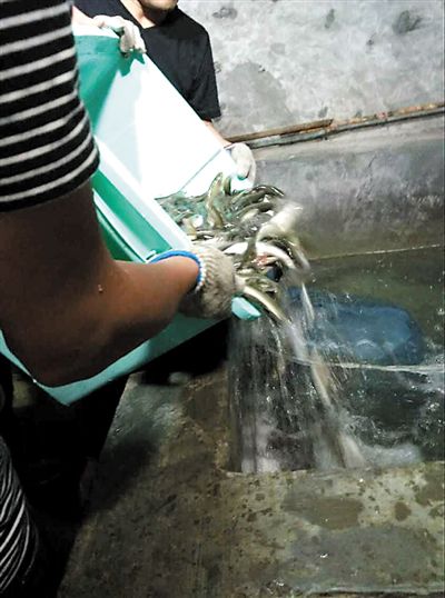 主人將撈上來的魚放進魚池。