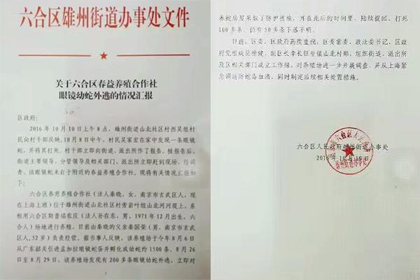 交匯點10月10日消息， 10日晚上，一則消息在南京人的朋友圈和微信群里瘋傳，網(wǎng)傳消息稱：六合雄州街道山北村一個農(nóng)莊私自養(yǎng)眼鏡蛇，幾天前突然跑出來了，估計二三百條。交匯點記者向六合區(qū)委宣傳部相關(guān)人士求證，證實了此事確實發(fā)生。