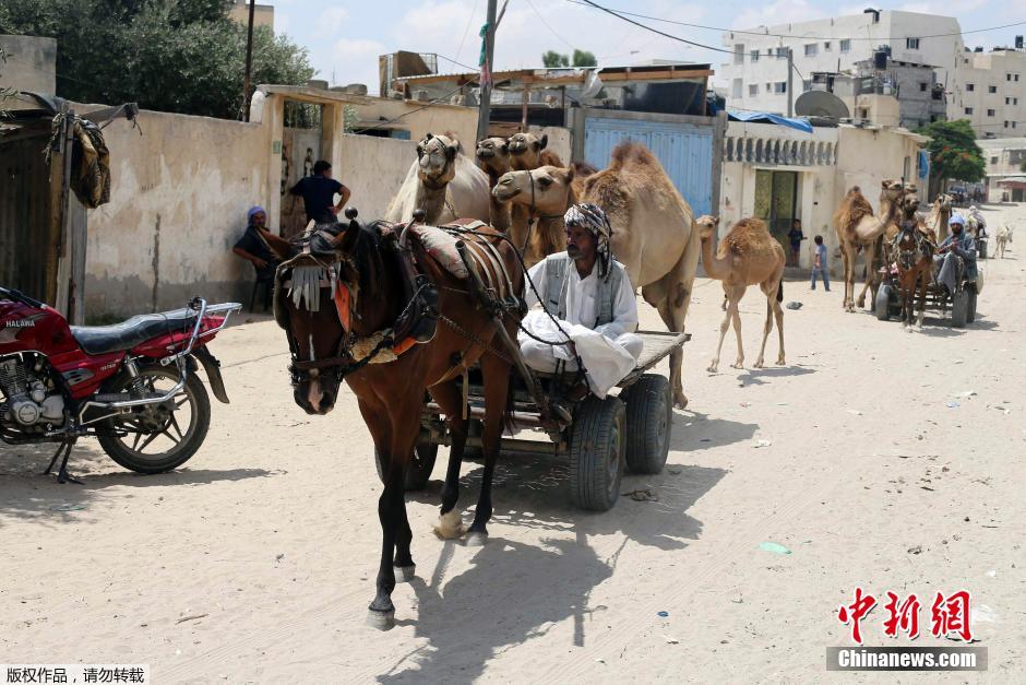 以色列對加沙發(fā)動地面進(jìn)攻 民眾攜羊群逃難 以色列對加沙發(fā)動地面進(jìn)攻 民眾攜羊群逃難