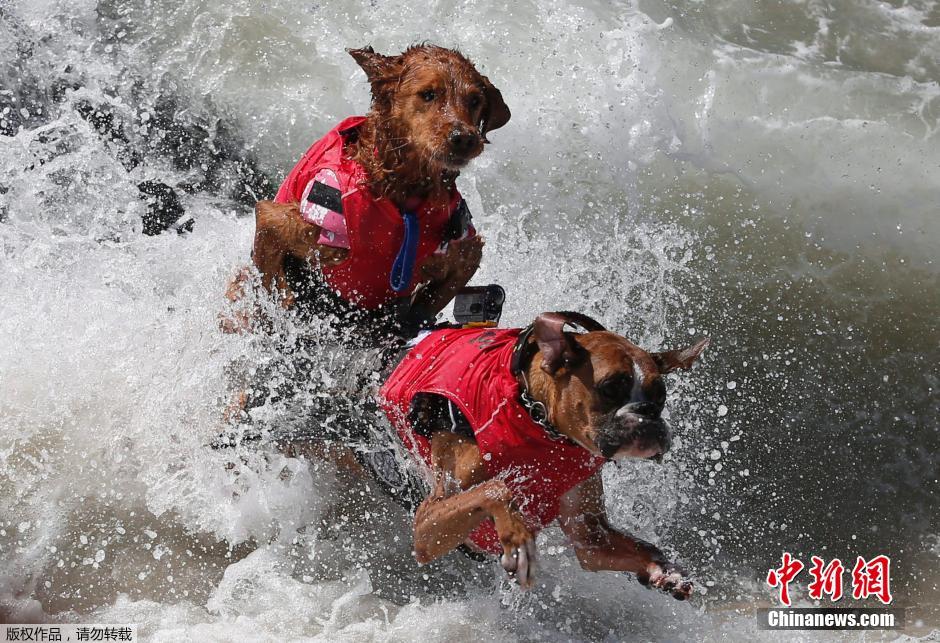 美國(guó)狗狗沖浪大賽 汪星人乘風(fēng)破浪帥氣十足 美國(guó)狗狗沖浪大賽 汪星人乘風(fēng)破浪帥氣十足