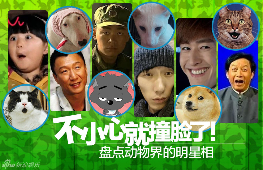 不小心就撞臉了！盤(pán)點(diǎn)動(dòng)物界的明星相