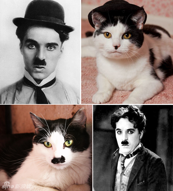 不小心就撞臉了！盤(pán)點(diǎn)動(dòng)物界的明星相