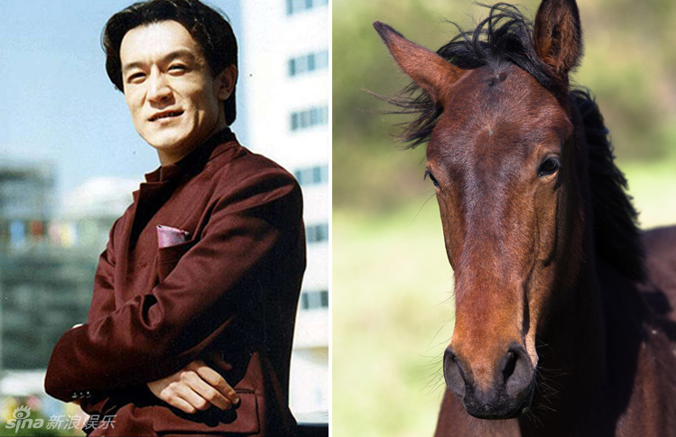 不小心就撞臉了！盤(pán)點(diǎn)動(dòng)物界的明星相