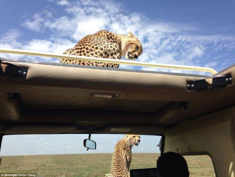 四目相對驚心動魄 獵豹車頂天窗伸頭凝視旅客 四目相對驚心動魄 獵豹車頂天窗伸頭凝視旅客