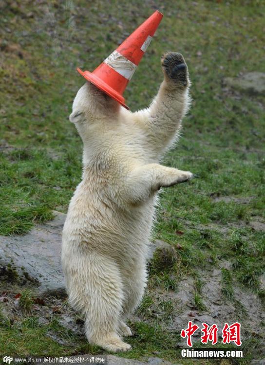 德國雙胞胎北極熊生日派對玩轉(zhuǎn)交通錐標(biāo) 德國雙胞胎北極熊生日派對玩轉(zhuǎn)交通錐標(biāo)