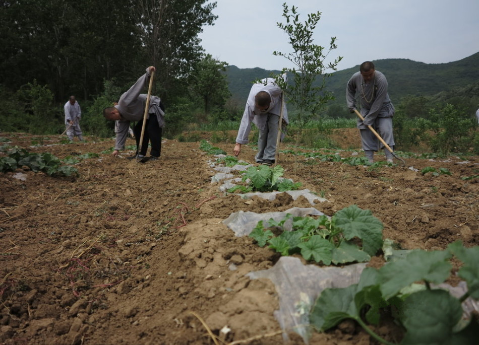 少林寺耕種的120多畝小麥?zhǔn)炝?，武僧們走進(jìn)田間，收獲黃燦燦的果實(shí)。