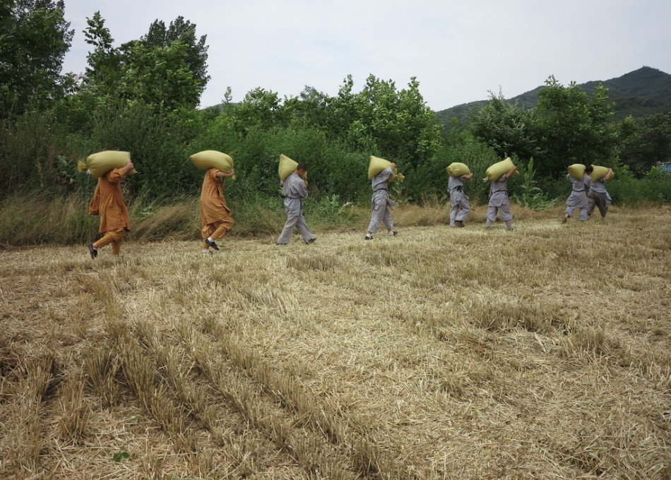 武僧在田間肩扛糧食。