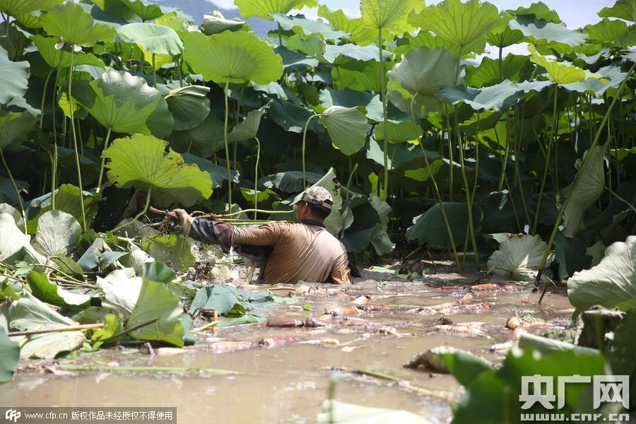 挖藕人日工作8小時(shí) 月入過(guò)萬(wàn)