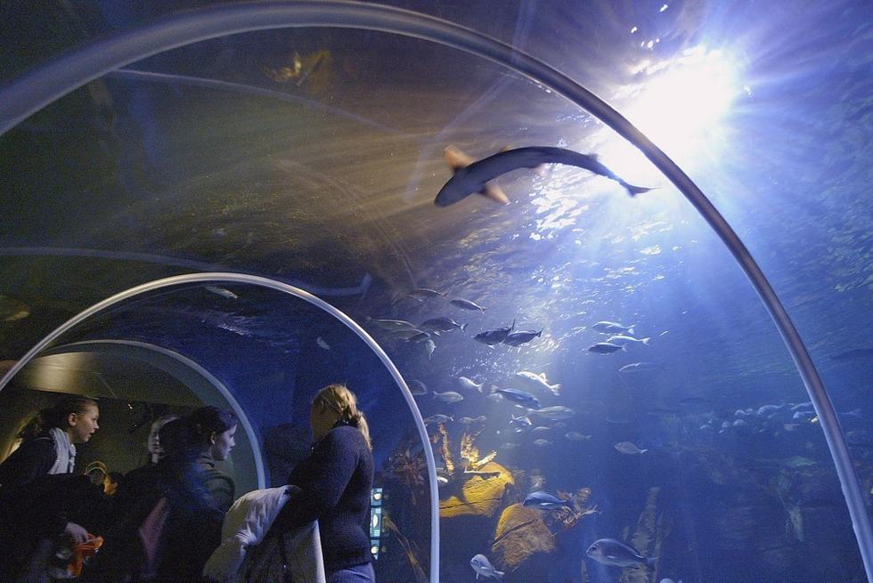 游人們穿梭在海底隧道。