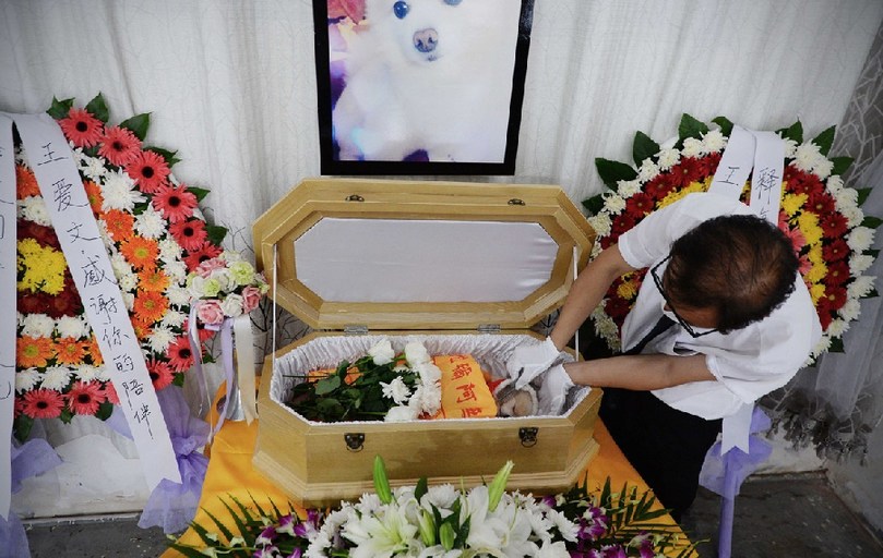 一名工作人員給狗狗整理儀容。