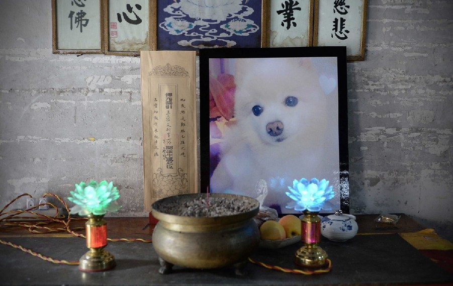 寵物狗的遺像被擺放在寺廟中。