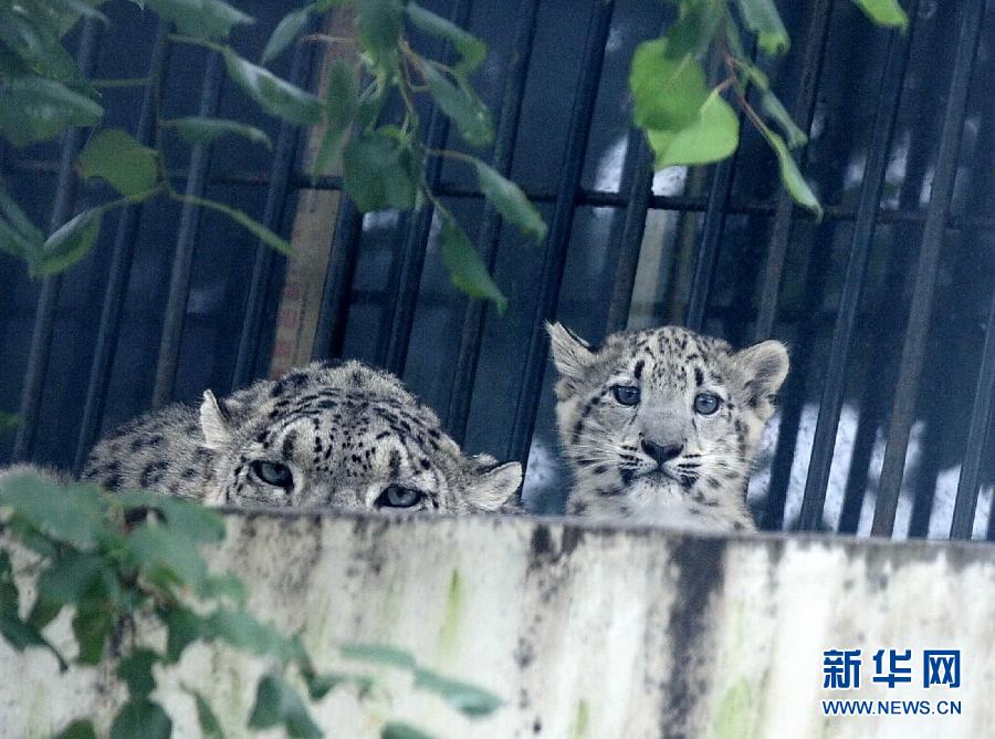 濟(jì)南野生動物世界剛過百日的小雪豹和媽媽一起與游客見面 濟(jì)南野生動物世界剛過百日的小雪豹和媽媽一起與游客見面