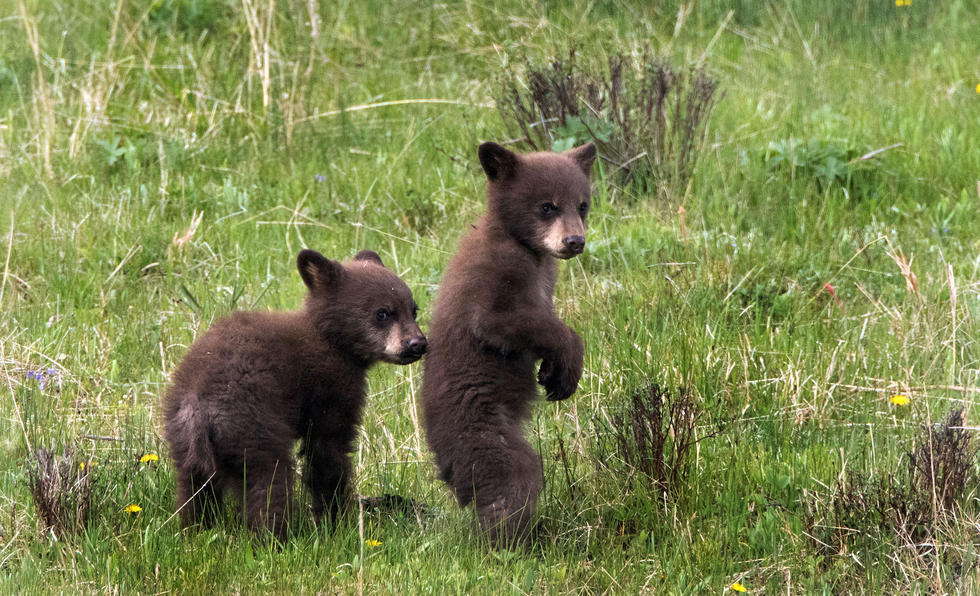 兩只萌噠噠的小熊在一顆大樹下玩躲貓貓，一會突然跳出來嚇唬對方，一會對著彼此做鬼臉，逗趣模樣讓人忍不住捧腹大笑。