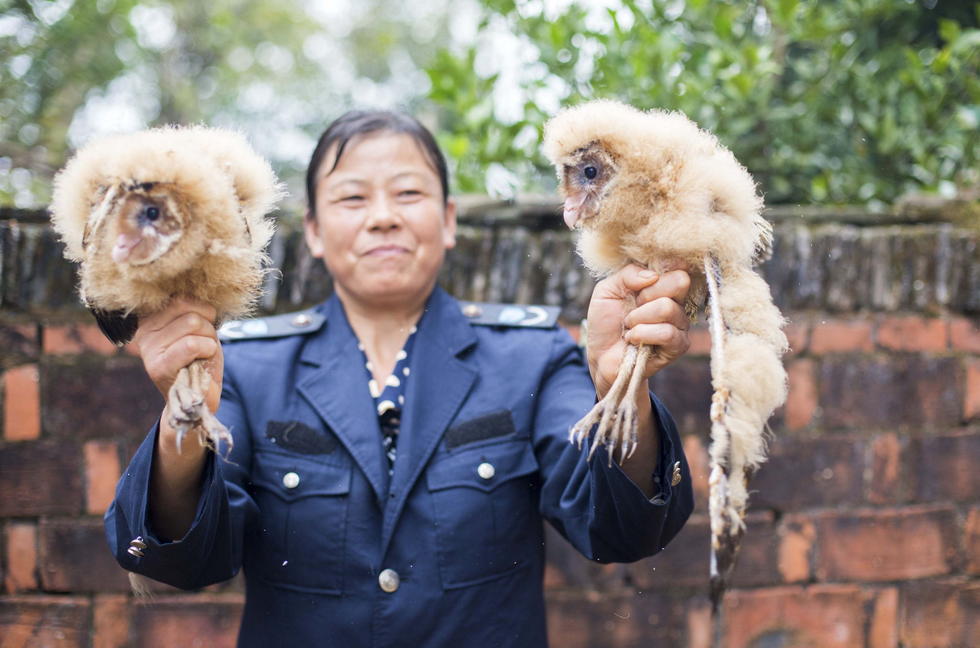 11月6日，記者聯(lián)系上都昌縣的村民危億玲，她是撿到雛鳥的曹女士的兒媳。她向記者介紹，稱他們家住在蔡嶺鎮(zhèn)北炎村港邊舍自然村，她婆婆11月4日下午上山采茶籽時，在樹下發(fā)現(xiàn)了5只可愛的雛鳥并帶回了家。