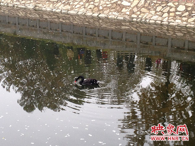 受傷的黑天鵝迫降鄭州金水河。