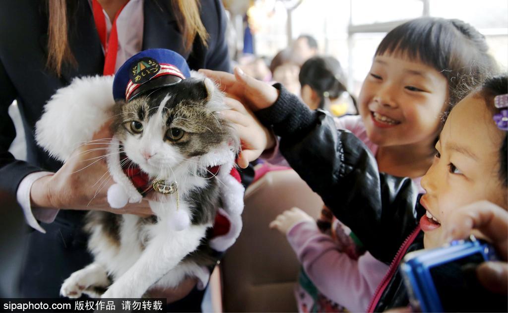 日本福島縣實(shí)習(xí)貓站長(zhǎng)Love上任 日本福島縣實(shí)習(xí)貓站長(zhǎng)Love上任