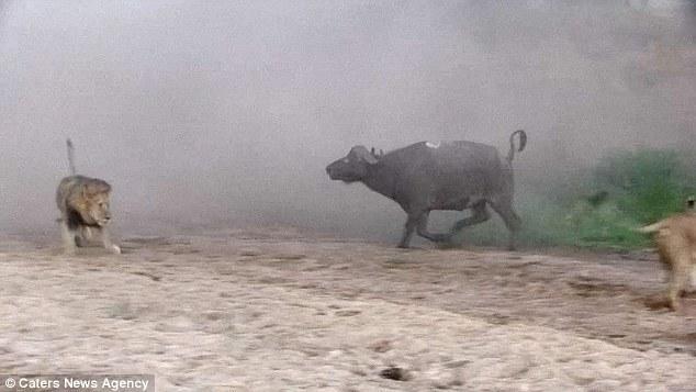 然后在獅群還在打架時悄悄地溜走了，留下一個瀟灑的背影。