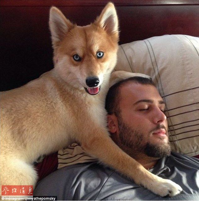 狐貍還是狗？藍(lán)眼睛萌寵走紅網(wǎng)絡(luò)