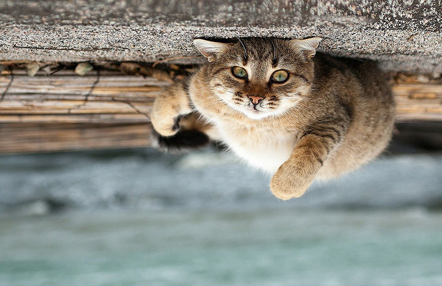 它們都是表情帝！一組不可思議的動物肖像