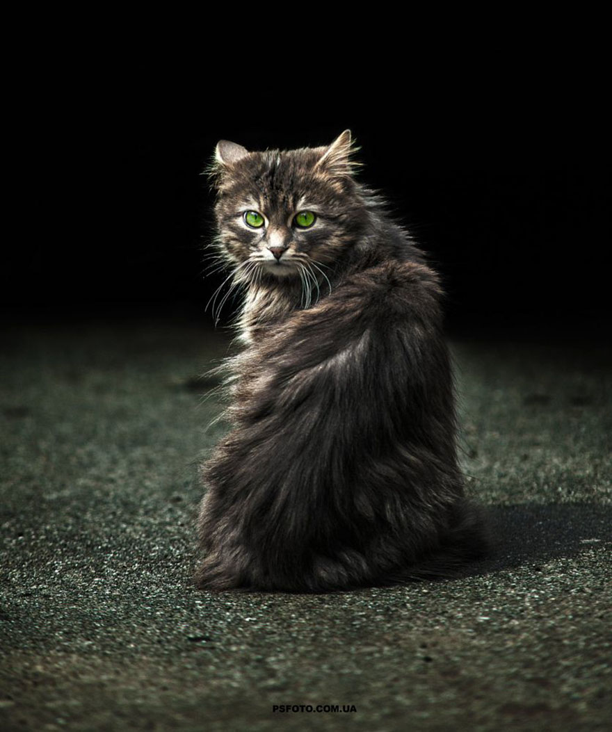 它們都是表情帝！一組不可思議的動物肖像